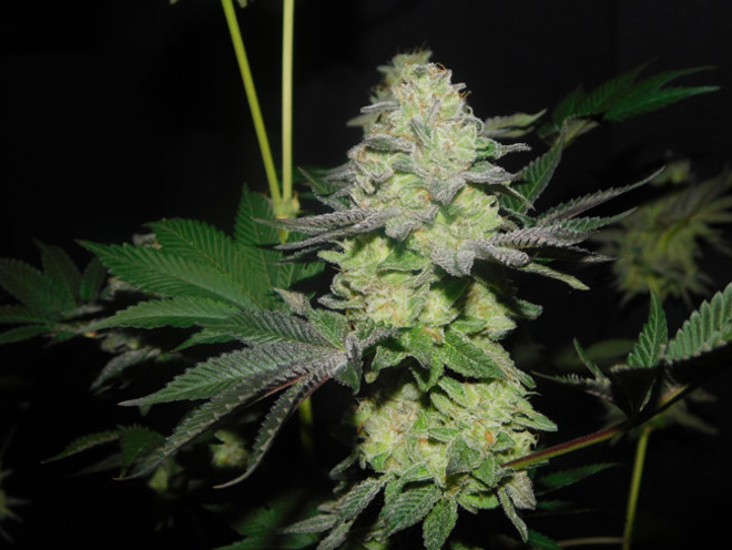 Gelato (Zamnesia Seeds) feminizada Gelato (Zamnesia Seeds) feminizada