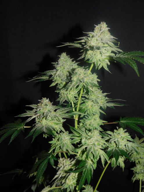 Gelato (Zamnesia Seeds) feminizada Gelato (Zamnesia Seeds) feminizada