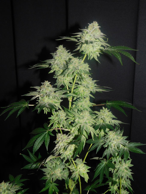 Gelato (Zamnesia Seeds) feminizada Gelato (Zamnesia Seeds) feminizada