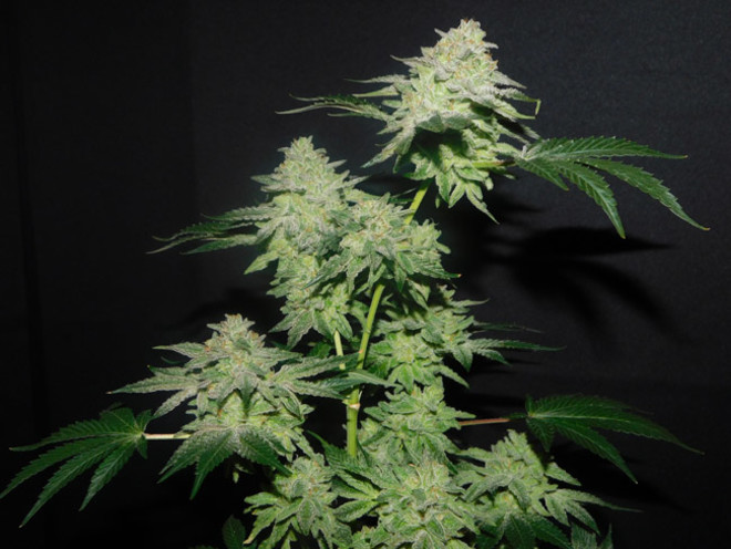 Gelato (Zamnesia Seeds) feminizada Gelato (Zamnesia Seeds) feminizada