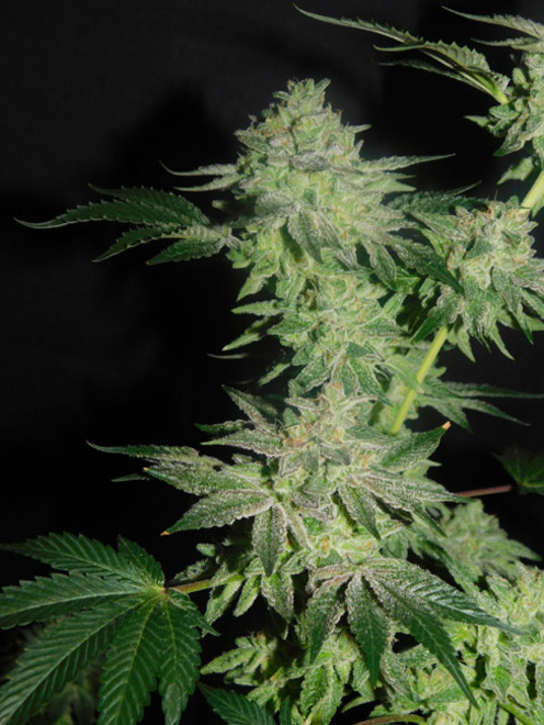 Gelato (Zamnesia Seeds) feminizada Gelato (Zamnesia Seeds) feminizada