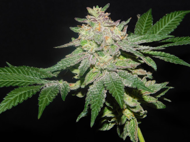 Gelato (Zamnesia Seeds) feminizada Gelato (Zamnesia Seeds) feminizada