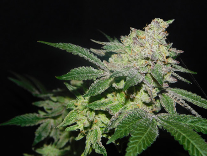 Gelato (Zamnesia Seeds) feminizada Gelato (Zamnesia Seeds) feminizada