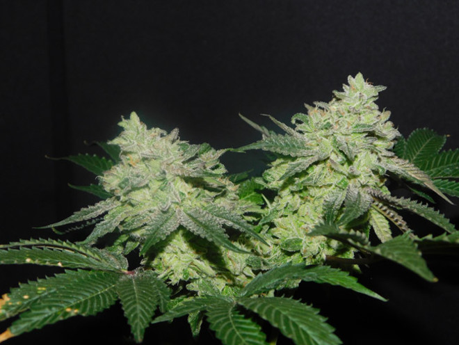 Gelato (Zamnesia Seeds) feminizada Gelato (Zamnesia Seeds) feminizada