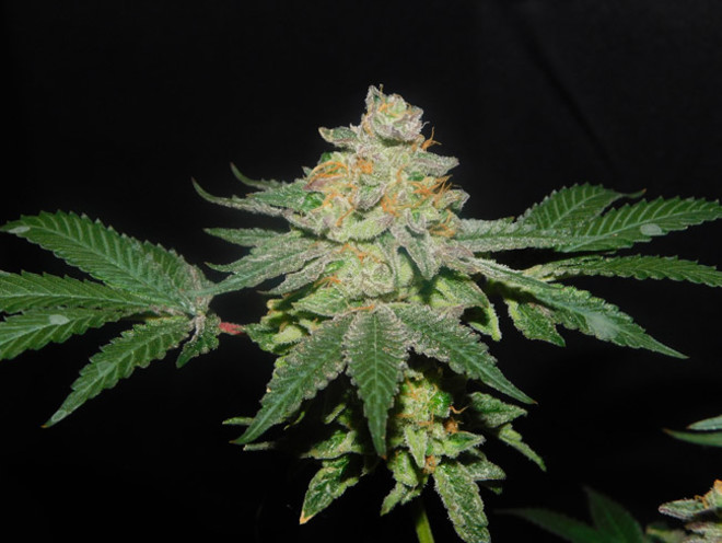 Gelato (Zamnesia Seeds) feminizada Gelato (Zamnesia Seeds) feminizada