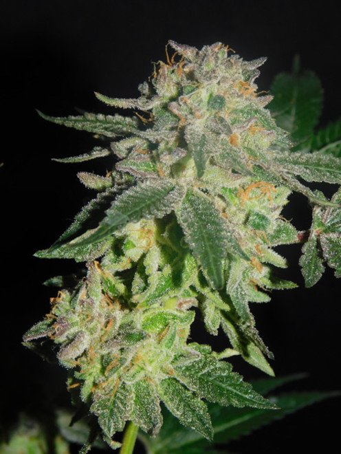 Gelato (Zamnesia Seeds) feminizada Gelato (Zamnesia Seeds) feminizada