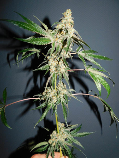 Wifi 43 x Do-Si-Dos (Philosopher Seeds x Zamnesia) feminizada