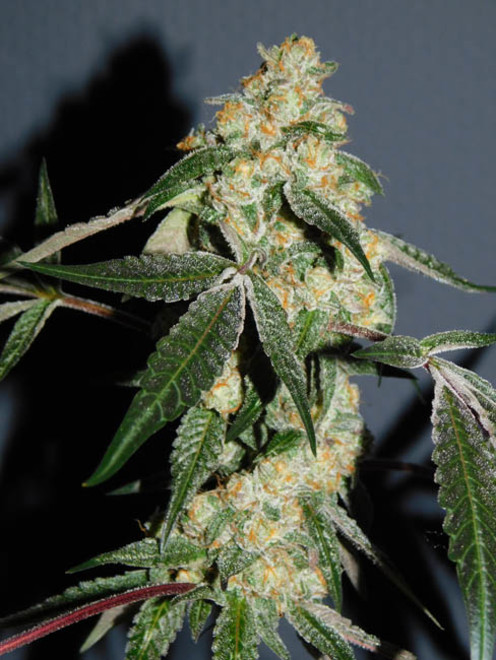 Wifi 43 x Do-Si-Dos (Philosopher Seeds x Zamnesia) feminizada