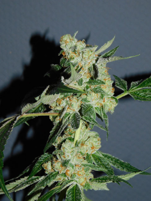 Wifi 43 x Do-Si-Dos (Philosopher Seeds x Zamnesia) feminizada
