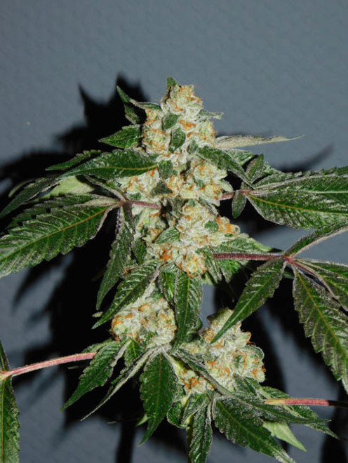 Wifi 43 x Do-Si-Dos (Philosopher Seeds x Zamnesia) feminizada