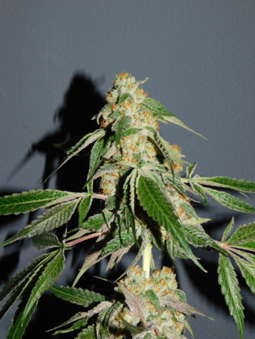Wifi 43 x Do-Si-Dos (Philosopher Seeds x Zamnesia) feminizada