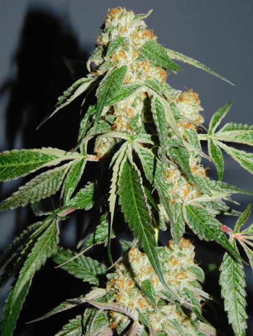 Wifi 43 x Do-Si-Dos (Philosopher Seeds x Zamnesia) feminizada