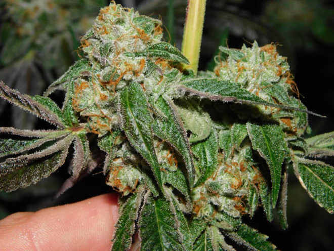 Wifi 43 x Do-Si-Dos (Philosopher Seeds x Zamnesia) feminizada