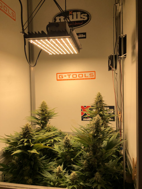 Purple Punch (Zamnesia Seeds) feminizada Purple Punch (Zamnesia Seeds) feminizada