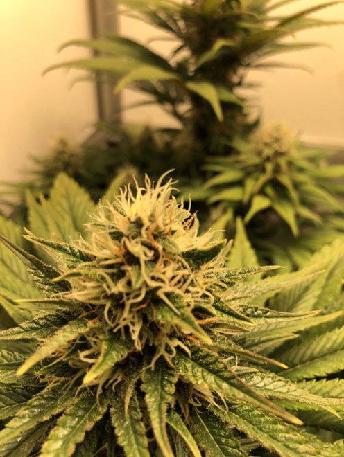 Purple Punch (Zamnesia Seeds) feminizada Purple Punch (Zamnesia Seeds) feminizada