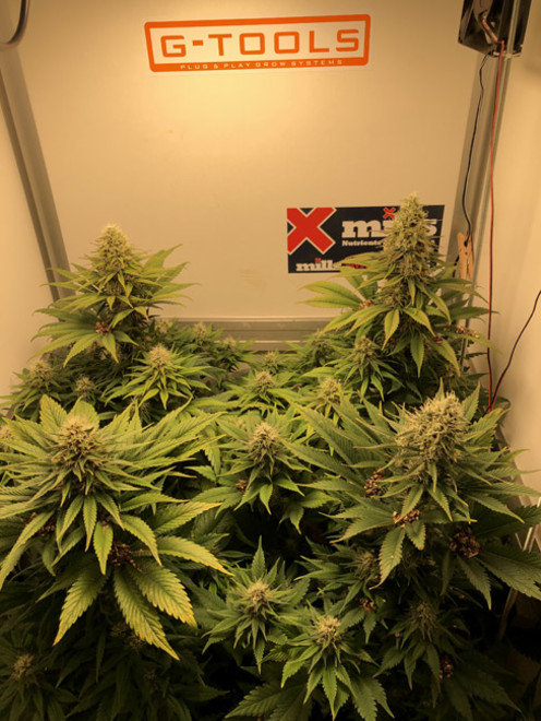 Purple Punch (Zamnesia Seeds) feminizada Purple Punch (Zamnesia Seeds) feminizada