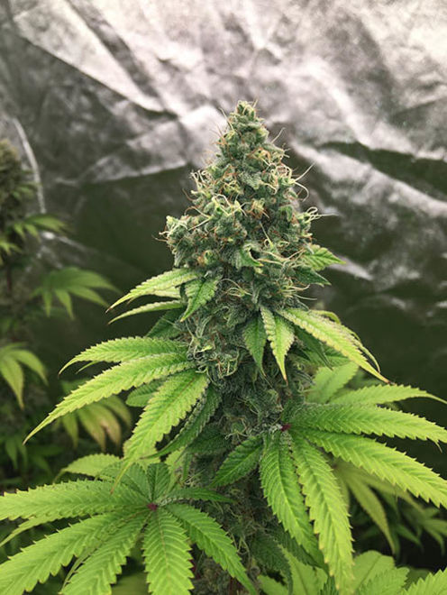 Runtz (Zamnesia Seeds) feminizada
