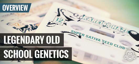 Genéticas clássicas de canábis Oldskool | Super Sativa Seed Club